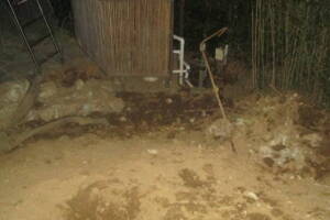 Hauling Yard Waste Bamboo Removal - Hauling