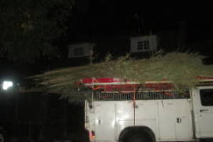Hauling Yard Waste Bamboo Removal - Hauling
