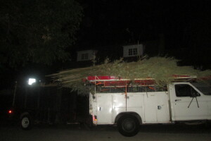 Hauling Yard Waste Bamboo Removal - Hauling