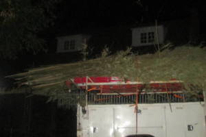 Hauling Yard Waste Bamboo Removal - Hauling