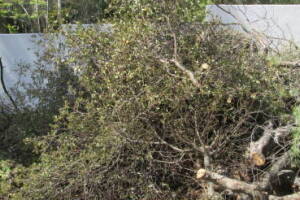 Hauling Yard Waste Debris Cleanup - Hauling