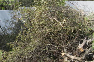 Hauling Yard Waste Debris Cleanup - Hauling
