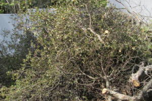 Hauling Yard Waste Debris Cleanup - Hauling