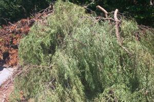 Hauling Yard Waste Overgrown Shrubs - Hauling