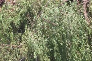 Hauling Yard Waste Overgrown Shrubs - Hauling