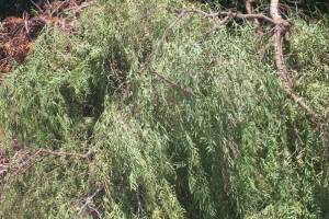 Hauling Yard Waste Overgrown Shrubs - Hauling