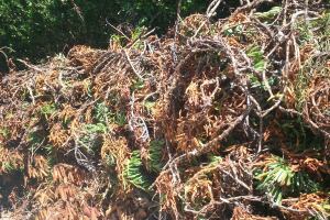 Hauling Yard Waste Overgrown Shrubs - Hauling