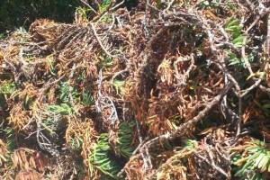 Hauling Yard Waste Overgrown Shrubs - Hauling