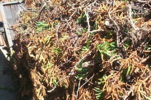 Hauling Yard Waste Overgrown Shrubs - Hauling