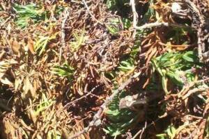 Hauling Yard Waste Overgrown Shrubs - Hauling
