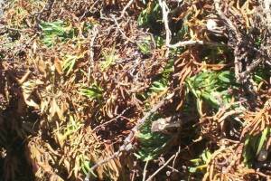 Hauling Yard Waste Overgrown Shrubs - Hauling