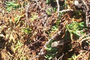 Hauling Yard Waste Overgrown Shrubs - Hauling