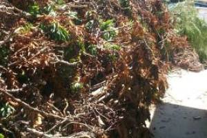 Hauling Yard Waste Overgrown Shrubs - Hauling