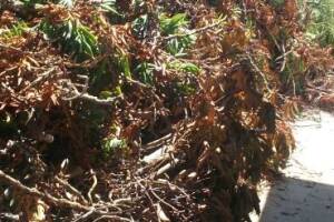 Hauling Yard Waste Overgrown Shrubs - Hauling