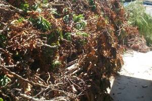 Hauling Yard Waste Overgrown Shrubs - Hauling