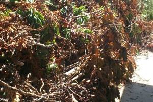 Hauling Yard Waste Overgrown Shrubs - Hauling