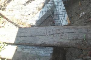 Hauling Yard Waste Overgrown Shrubs - Hauling
