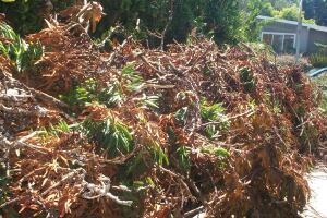 Hauling Yard Waste Overgrown Shrubs - Hauling