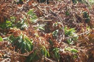 Hauling Yard Waste Overgrown Shrubs - Hauling