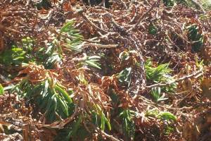 Hauling Yard Waste Overgrown Shrubs - Hauling