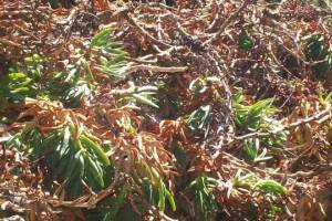 Hauling Yard Waste Overgrown Shrubs - Hauling