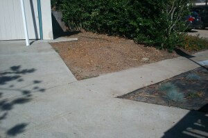 Hauling Yard Waste Overgrown Shrubs - Hauling