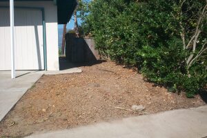 Hauling Yard Waste Overgrown Shrubs - Hauling