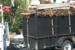 Hauling Yard Waste Overgrown Shrubs - Hauling