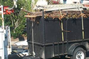 Hauling Yard Waste Overgrown Shrubs - Hauling