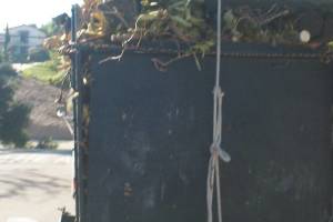 Hauling Yard Waste Overgrown Shrubs - Hauling