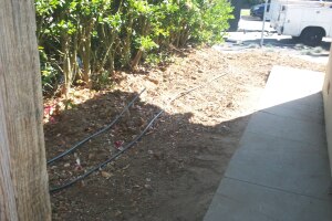 Hauling Yard Waste Overgrown Shrubs - Hauling