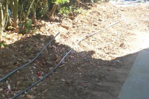 Hauling Yard Waste Overgrown Shrubs - Hauling