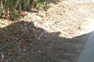 Hauling Yard Waste Overgrown Shrubs - Hauling