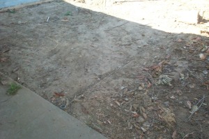 Hauling Yard Waste Overgrown Shrubs - Hauling