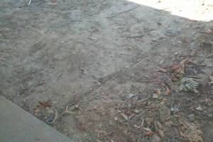 Hauling Yard Waste Overgrown Shrubs - Hauling