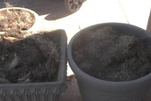 Hauling Yard Waste Sod Removal - Hauling