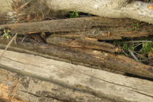 Hauling Yard Waste Wood Logs - Hauling