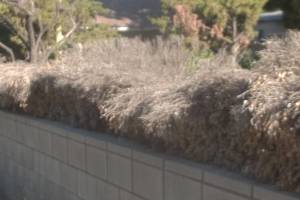 Landscaping Yard Brush Cleanup - Landscaping Landscaping Yard Brush Cleanup - Landscaping