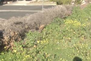 Landscaping Yard Brush Cleanup - Landscaping