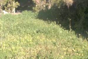 Landscaping Yard Brush Cleanup - Landscaping
