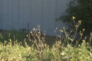 Landscaping Yard Brush Cleanup - Landscaping