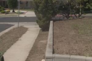 Landscaping Yard Brush Cleanup - Landscaping