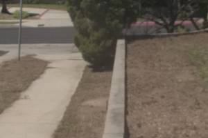 Landscaping Yard Brush Cleanup - Landscaping