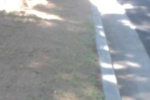 Landscaping Yard Brush Cleanup - Landscaping