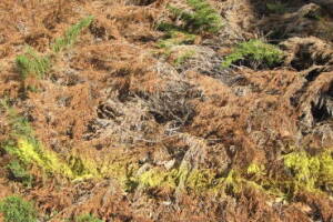 Landscaping Yard Brush Removal - Landscaping