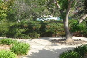 Landscaping Yard Brush Removal - Landscaping