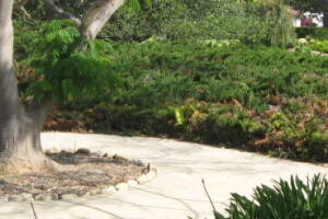 Landscaping Yard Brush Removal - Landscaping