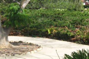 Landscaping Yard Brush Removal - Landscaping