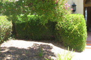 Landscaping Yard Brush Removal - Landscaping