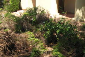 Landscaping Yard Brush Removal - Landscaping